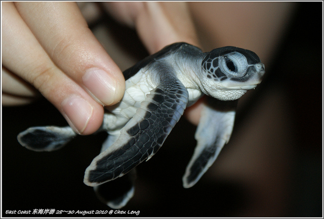 Cherating Turtle Sanctuary – Get Closer to the Turtle - HolidayGoGoGo