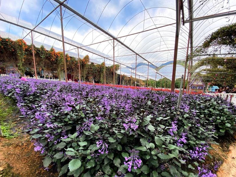 Lavender Garden