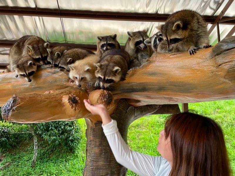 Animal feeding at Bentong Farm