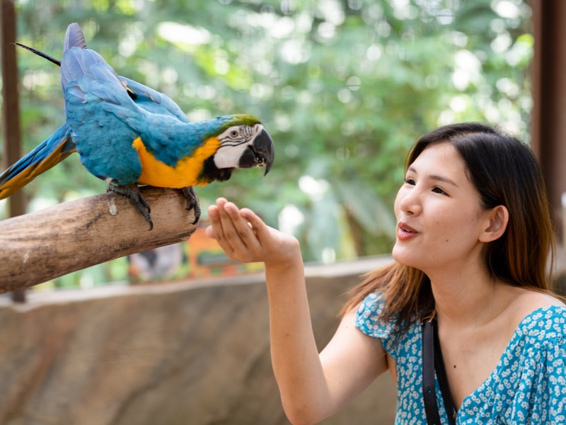 Bird Aviary