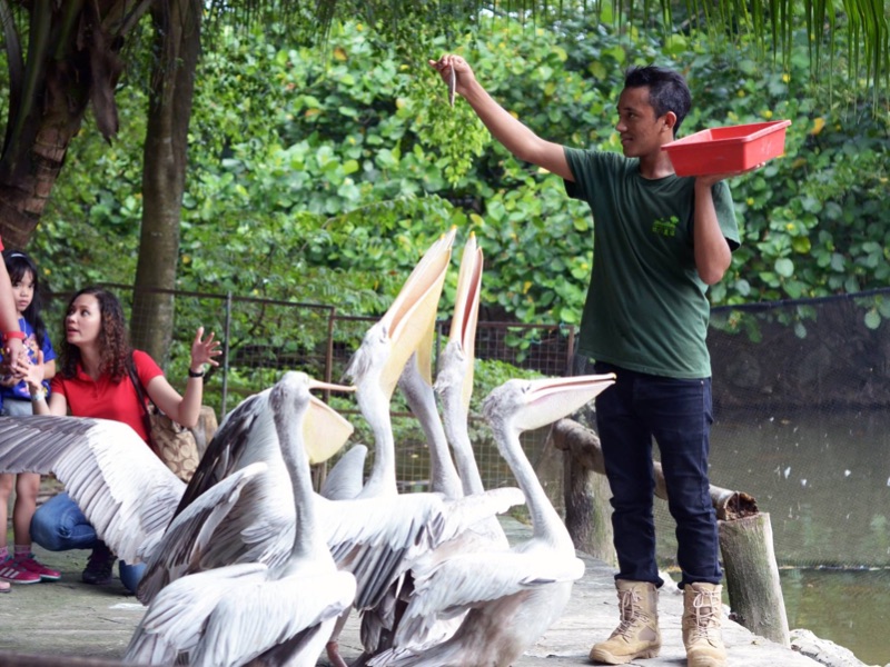 Pelican Feeding