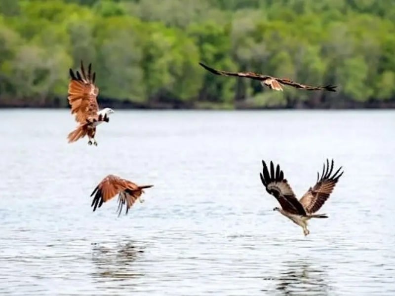 Eagle feeding