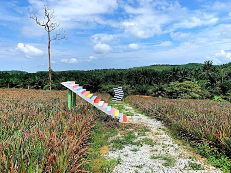 Sky Ladder Pineapple Farm