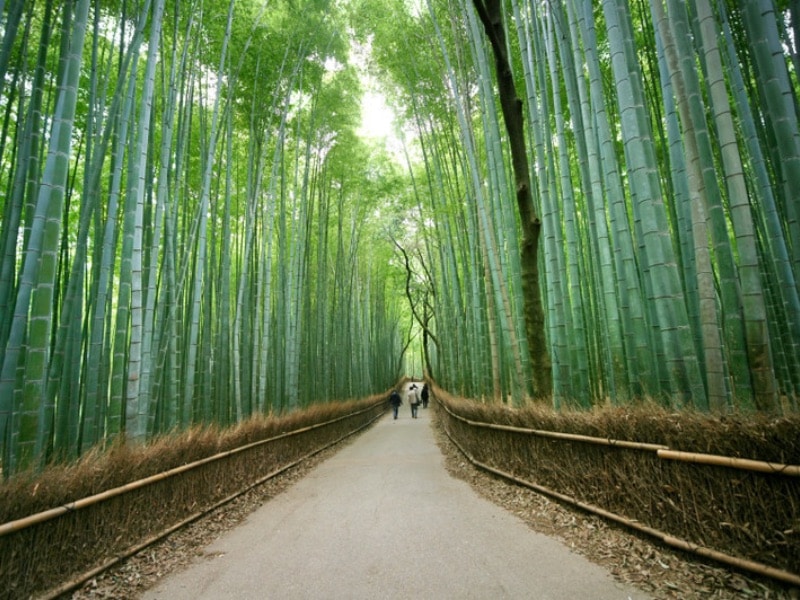 Arashiyama bamboo grove