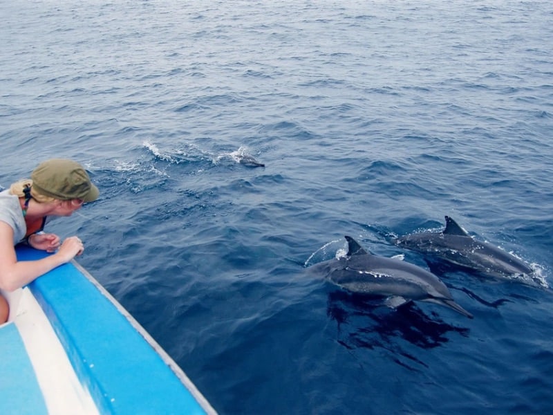 Maldives dolphin watching