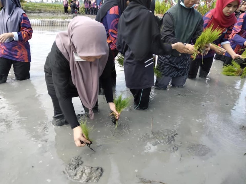 Planting rice experience