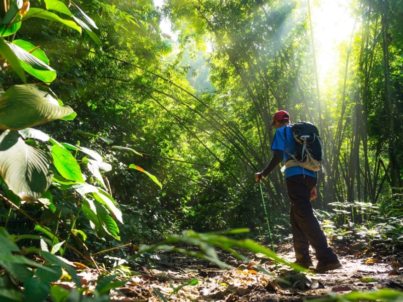 Rainforest Prelude Tour