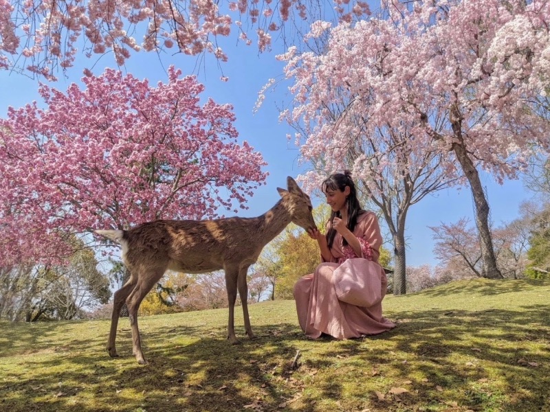 Nara deer park