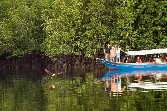 Mangrove Boat Langkawi