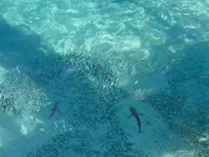 Marine life swimming in crystal clear water