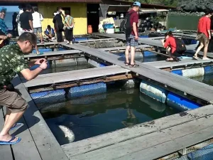 Tourists taking pictures and viewing the fish at the Langkawi Fish Farm 