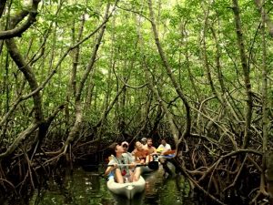 A group of people on kayaks exploring a mangrove forest 