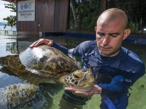 A man stands in water while gently supporting a sea turtle 