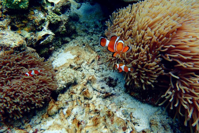 | Pulau Perhentian Scuba Diving Tour Packages